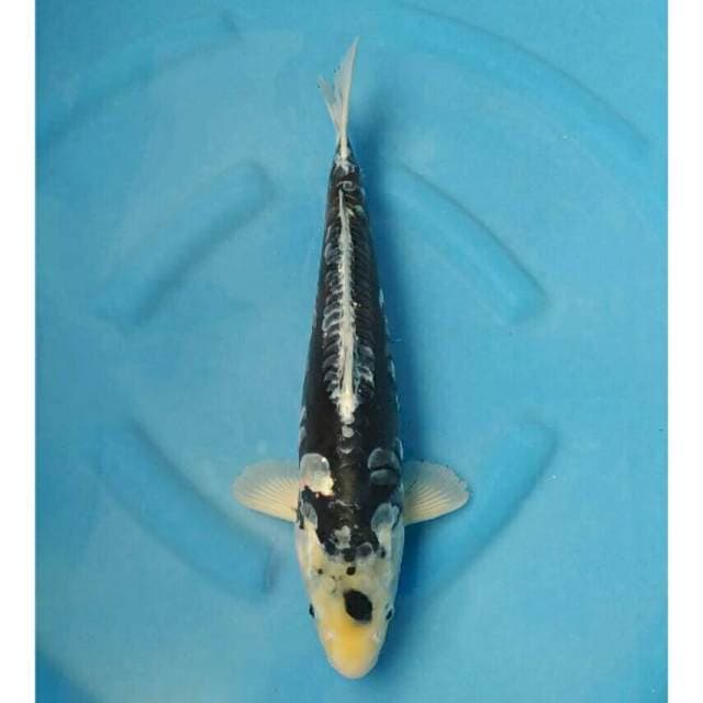 Okawa Jumbo Male Kiko