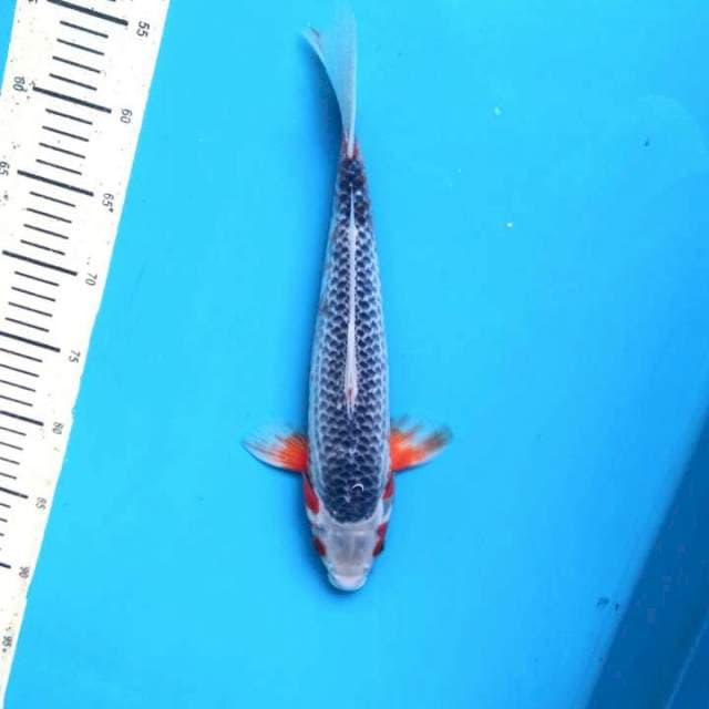 Asagi 34cm Male