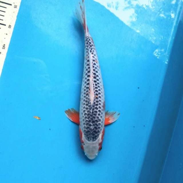 Asagi 35cm Female