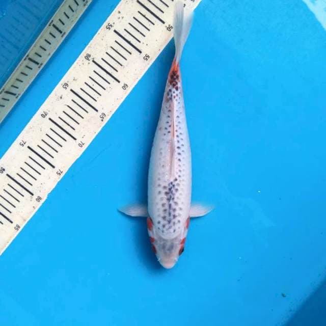 Asagi 33cm Female