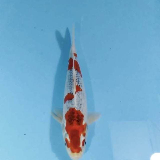 Goshiki red