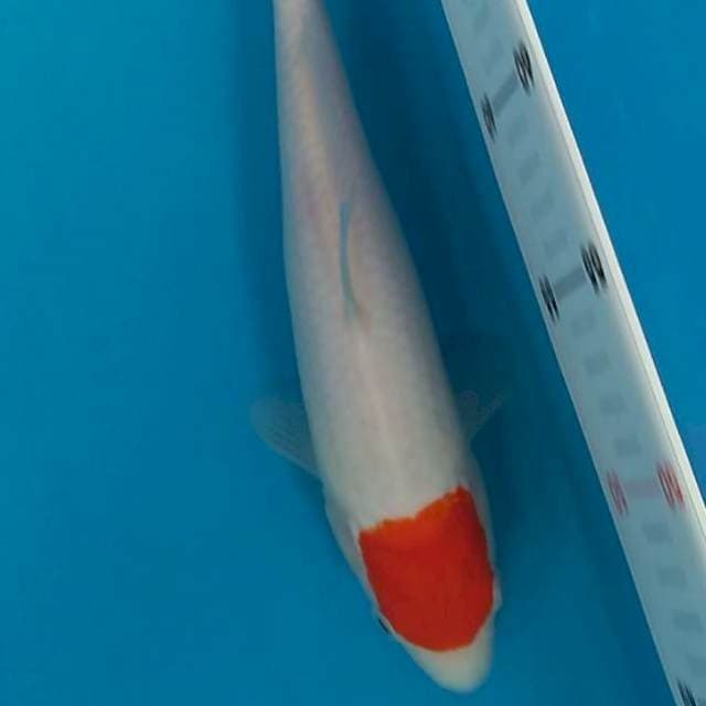 Tancho Kohaku original 30 cm