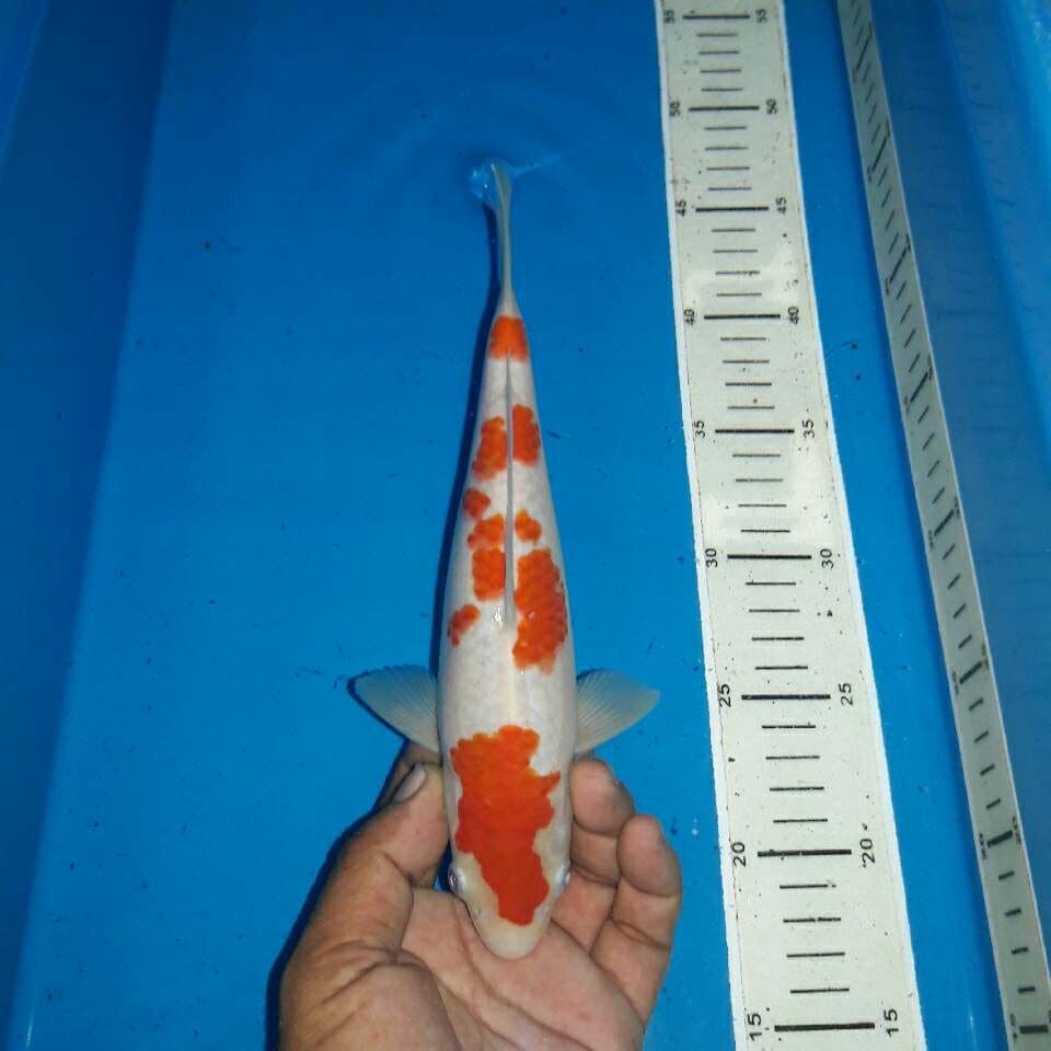 Kohaku f1