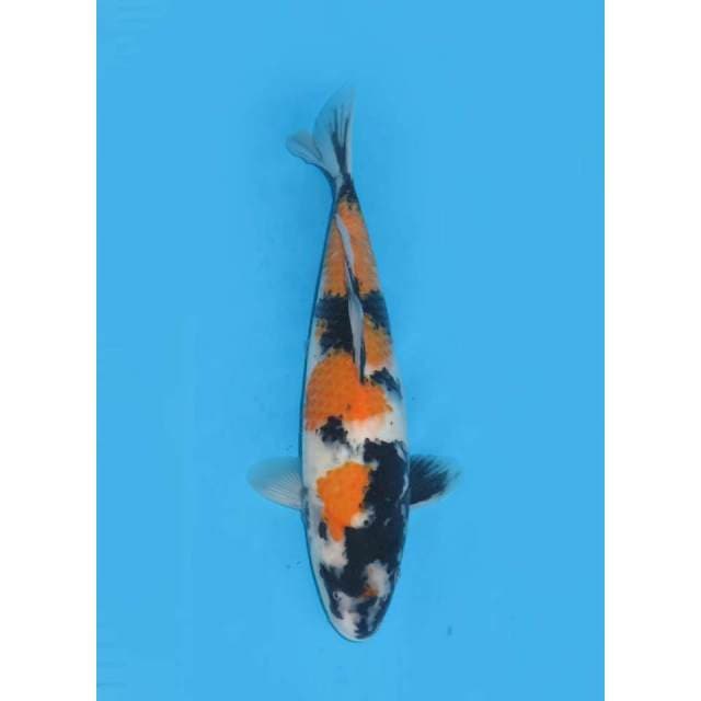 Showa F1 JT - 32cm Female