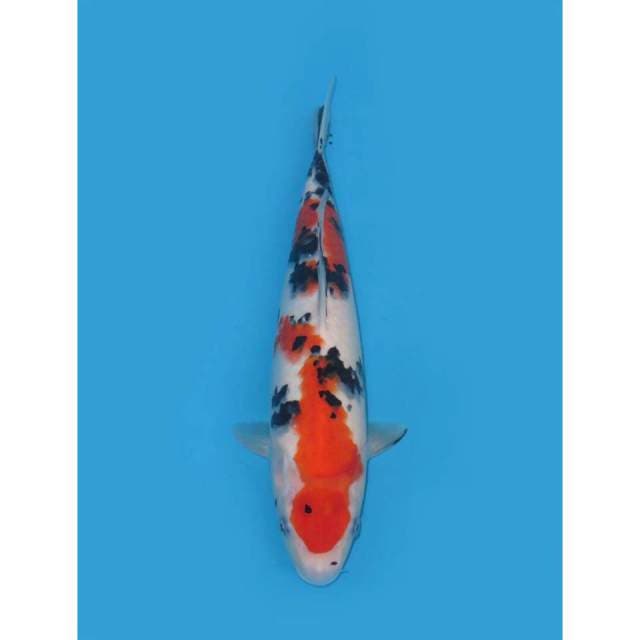 Taisho Sanke - 32cm Male