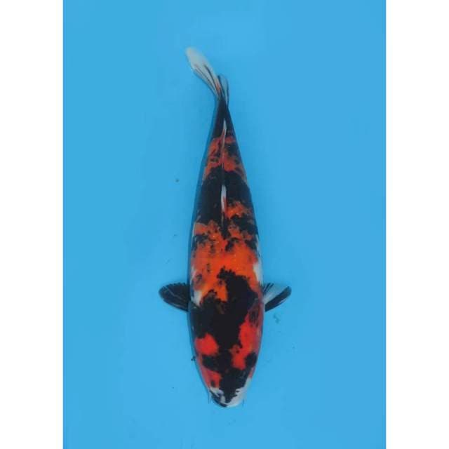 Hi Showa - 30cm Male