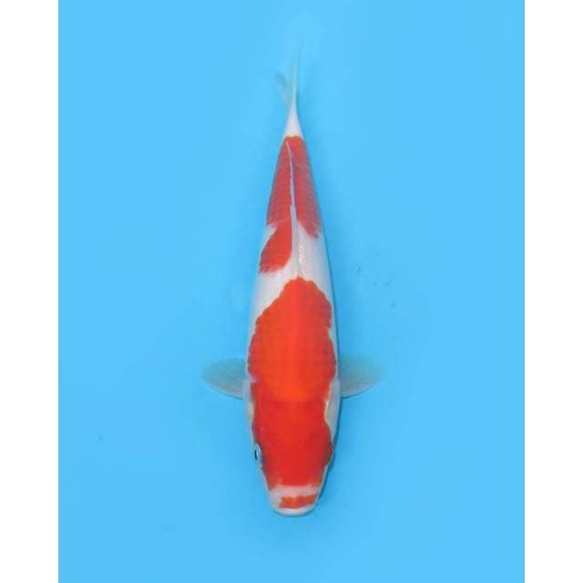 Nidan Kohaku Merah Tebal - 24cm Male