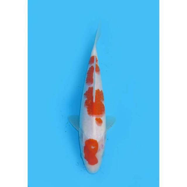 Maruten Kohaku Original - 23cm Male