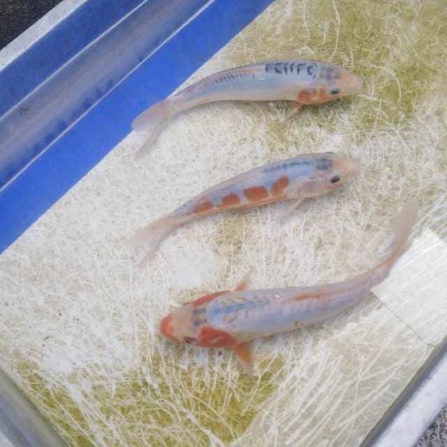 Paket Shusui 22-25cm