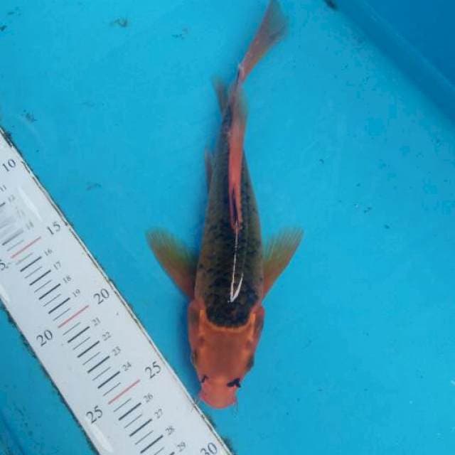 Kumpay kawari