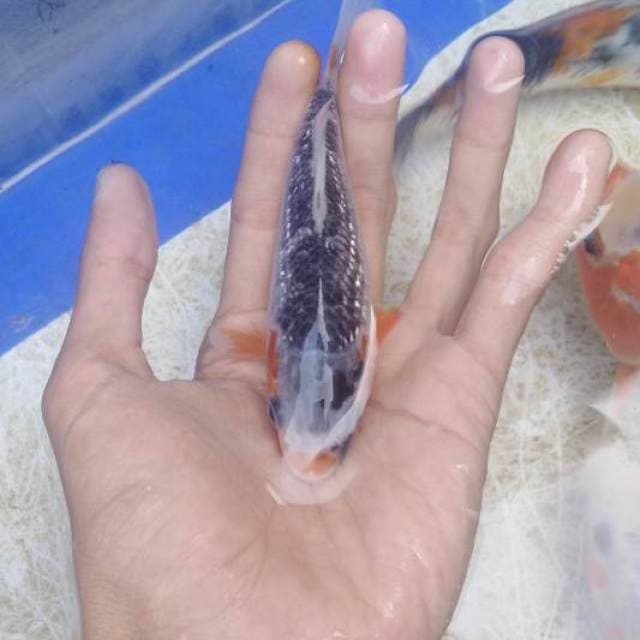 Asagi ginrin 20bu