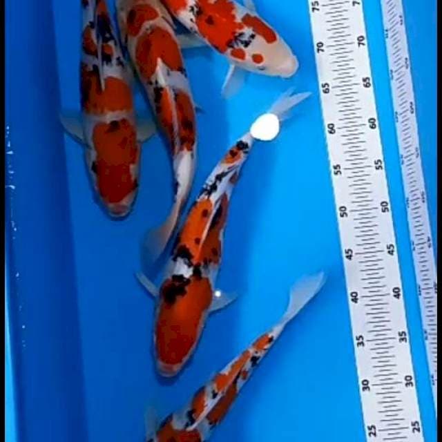 Paket sanke34-37cm