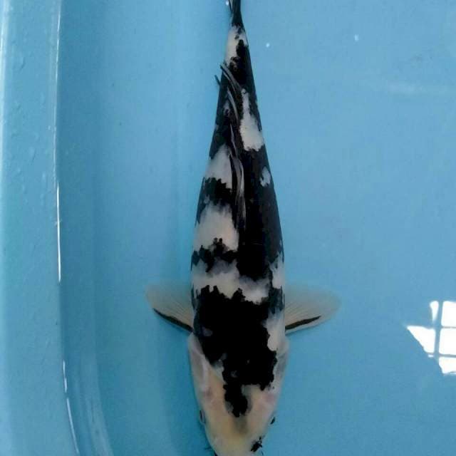 Shiro warna hitam pekat joss