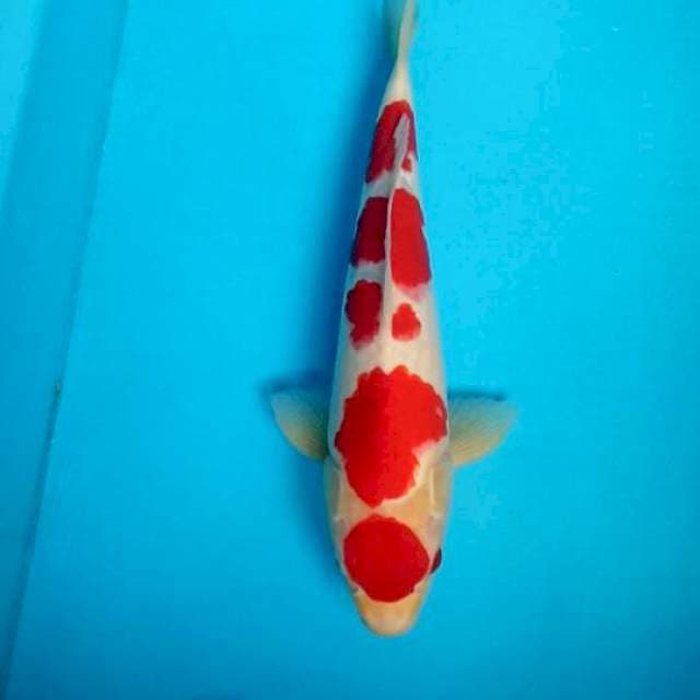kohaku