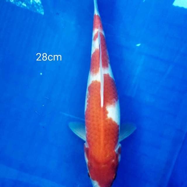 Kohaku