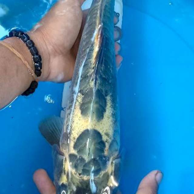Kiko