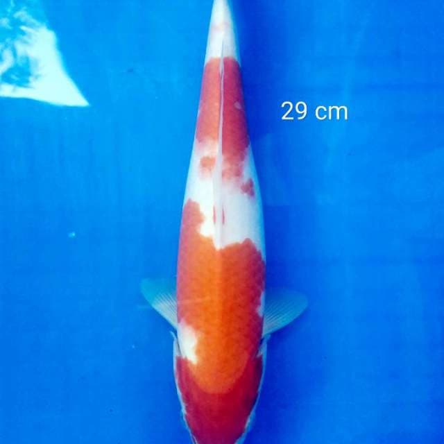 Kohaku