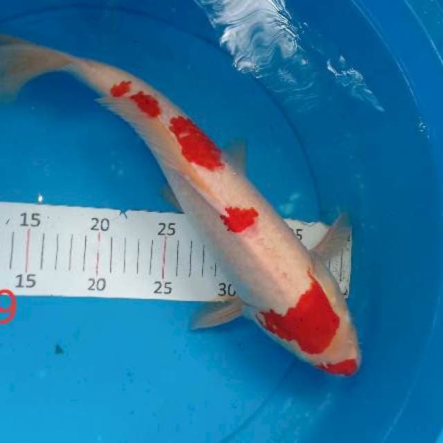 Kohaku