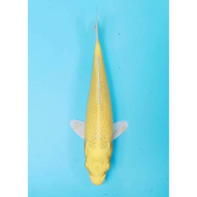 Yamabuki ogon bersih