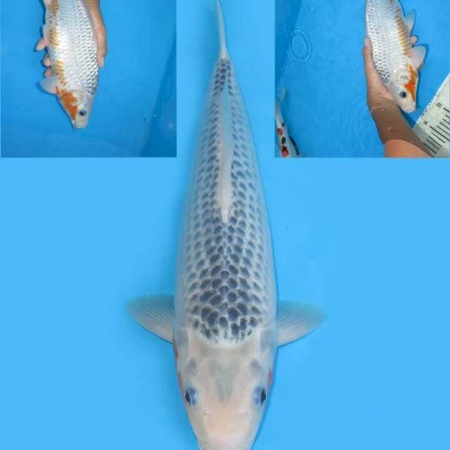 32cm male free ongkir jawabali