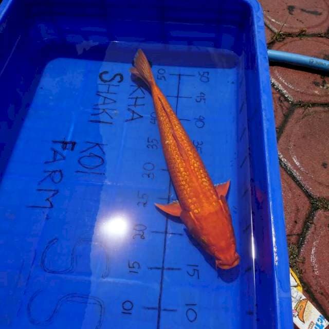 GINRIN JOSS 40 cm