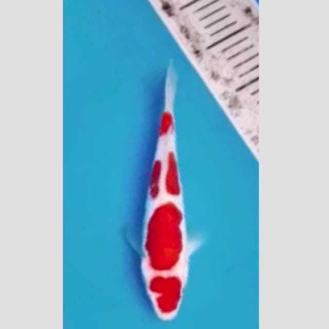 kohaku doit merah merona