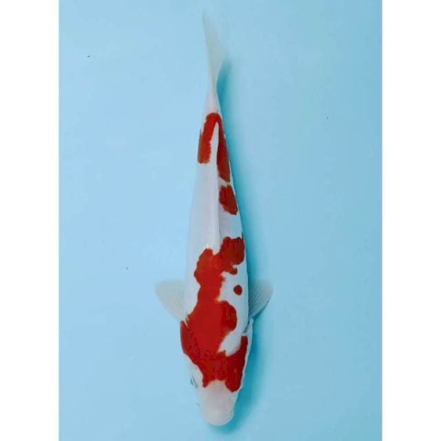 Spesial Red kohaku doitsu