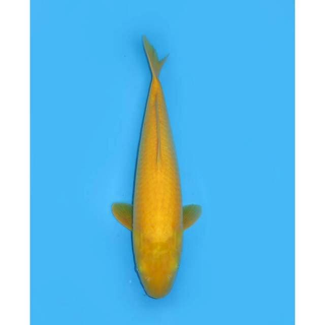 Jumbo F1 Karasigoi - 48cm