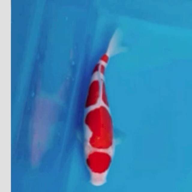 kohaku doit 5step istimidut