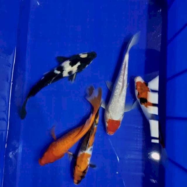 TANCO GINRIN,SHIRO,BENIGOI KUMPAI,SHOWA