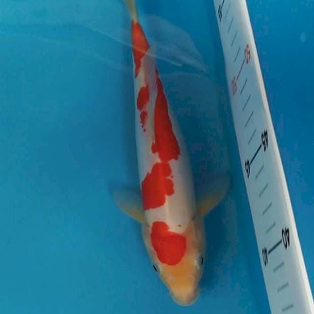 Red Kohaku doitsu murni 25 cm