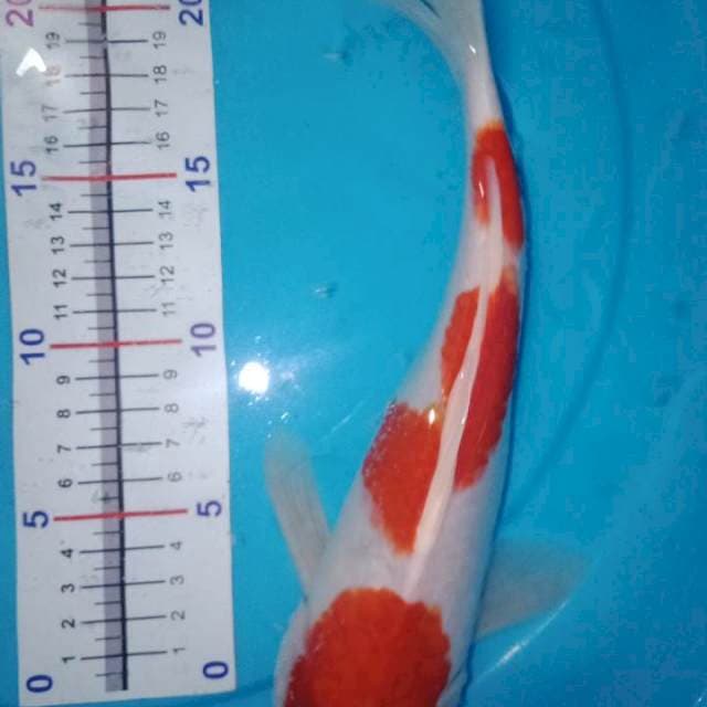 Kohaku jenong original 3step 28cm up