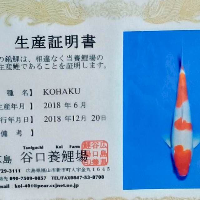 Kohaku import taniguchi farm