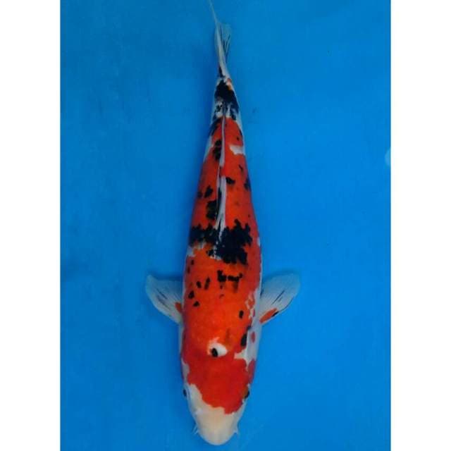 Sanke Import non serti