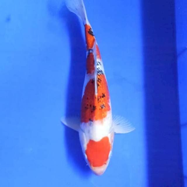 Taisho sansoku35cm