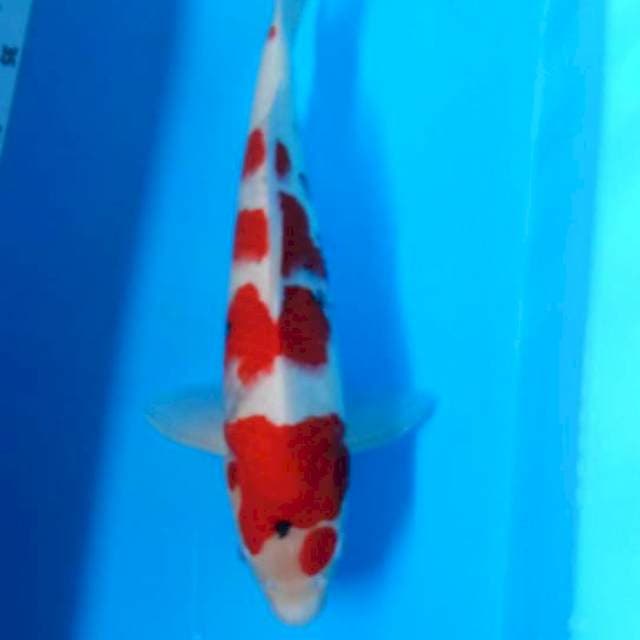 Taisho sansoku40cm