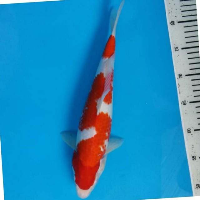 Kohaku bersih 34cm