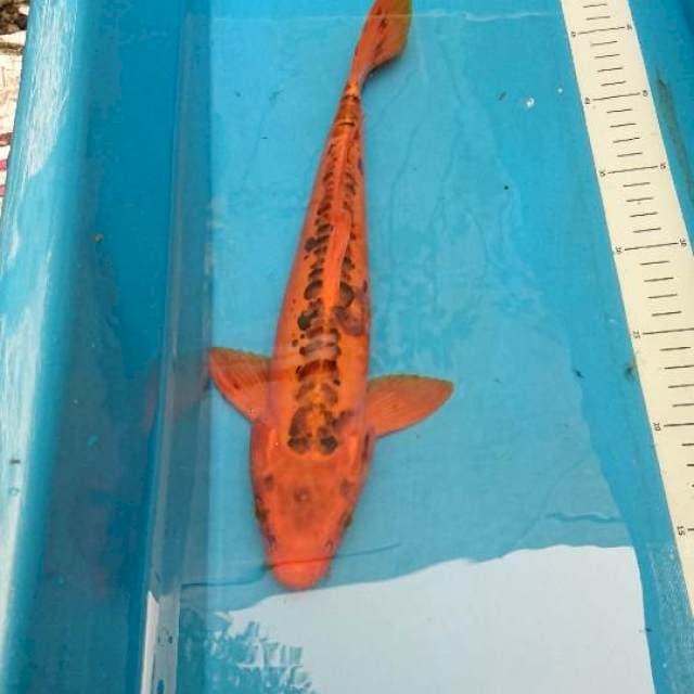 Antique 35cm