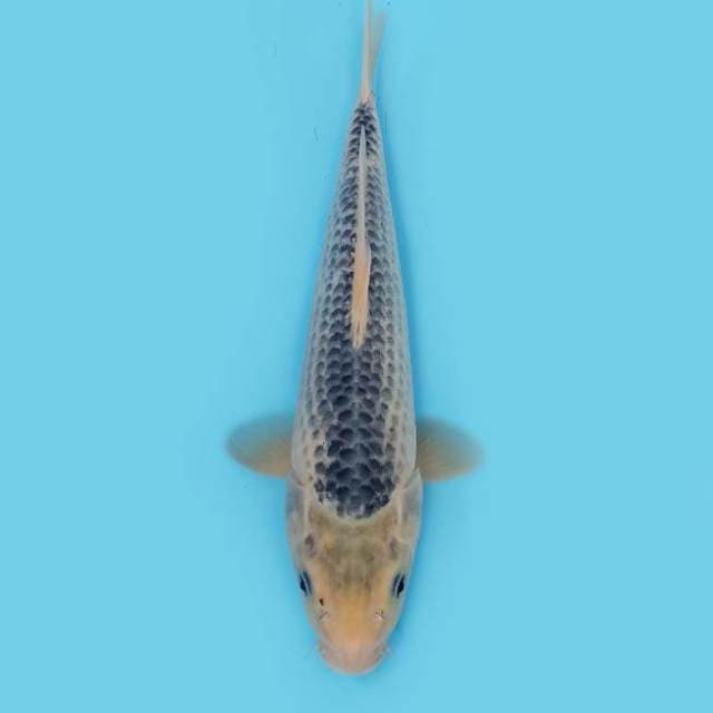 ND ASAHI 36CM