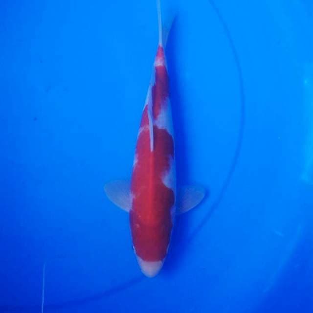 SI MERAH#1