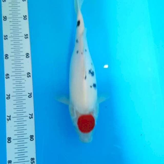 Tanco sanke35cm