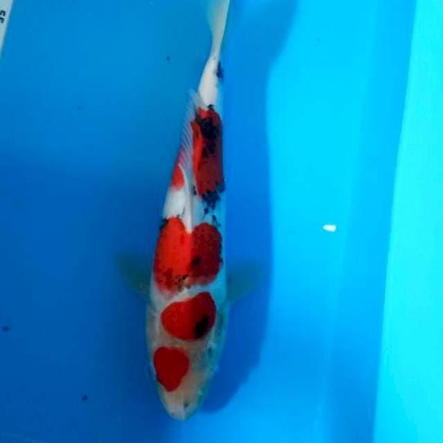 Maruten taisho sansoku35cm