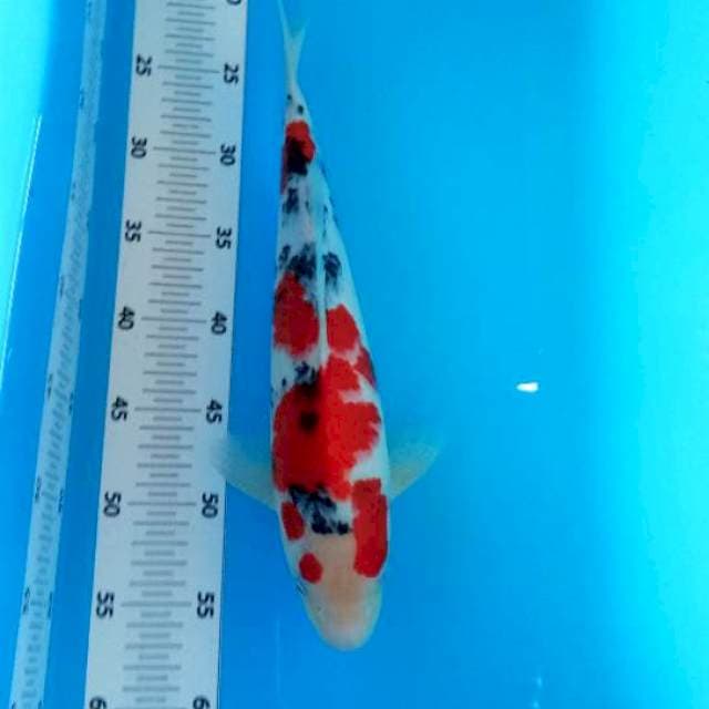 Taisho sansoku35cm