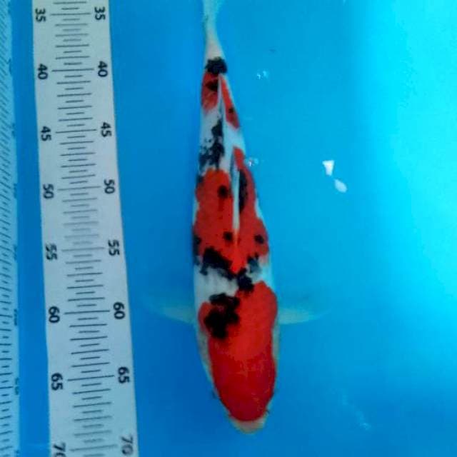 Taisho sansoku35cm