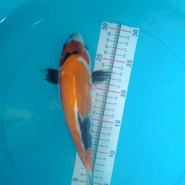 Showa sisik punuk 27cm