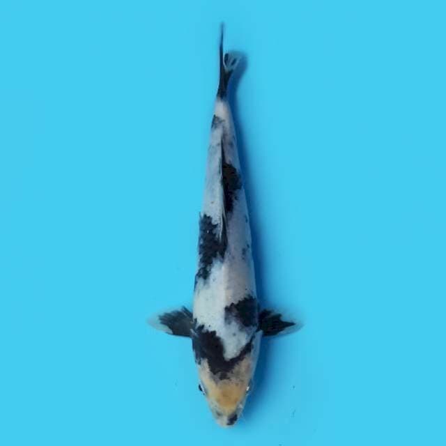 Daikon Shiro 24 cm