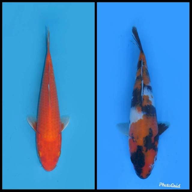 Paket Benigoi dan Showa - 20&26cm
