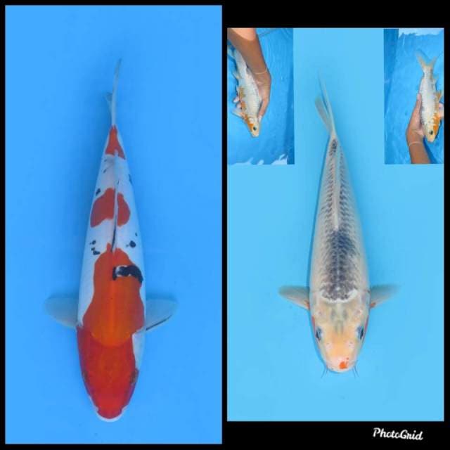 Paket Sanke Doitsu dan Asagi - 31-32cm