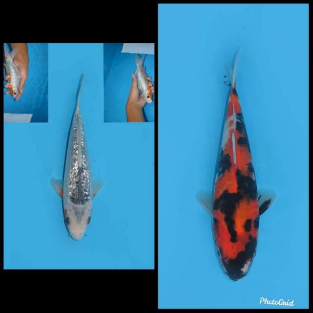 Paket Asagi dan Showa - 21&22cm