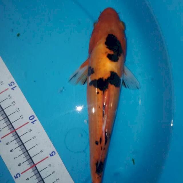 Showa doitsu 27cm up